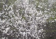 Panemunių regioninis parkas kviečia pasigrožėti ypatingų augalų žiedais