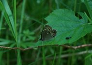 Šilinės botaniniame draustinyje pastebėtas retas drugys