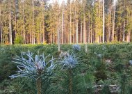 Miškininkai pradeda svarbiausius rudens darbus