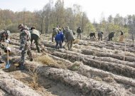 Iki lapkričio 16 dienos užpildę paraiškas pagal KPP priemonės „Investicijos į miško plotų plėtrą ir miškų gyvybingumo gerinimą“ veiklos sritį „Miško veisimas“ pareiškėjai gali pasidalyti 9 283 964 eurus paramos lėšų.