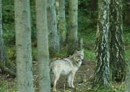 Per medžioklės sezoną leista sumedžioti 175 vilkus