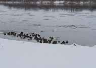 Europoje plintantis paukščių gripas – Jurbarko kaimynystėje