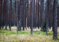 Saugant perinčius paukščius nuo kovo vidurio nebegalima pjauti medžių