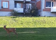 Jurbarko miesto gatvėmis vaikštinėjo stirna (gamtosaugininko komentaras)