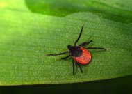 Skiepytis nuo erkinio encefalito galima visus metus