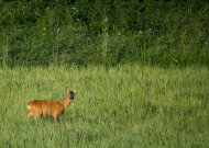Aplinkosaugininkai primena: būkite atidūs kelyje