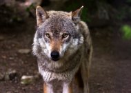 Nustatyta vilkų sumedžiojimo kvota