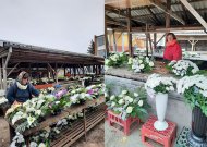 Jurbarko gėlių turgeliui – liūdnos prognozės