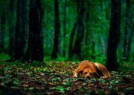 Ekspertė pataria, ką daryti pasiklydus augintiniui