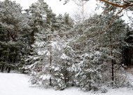 Savame miške eglutę galima kirsti be leidimo, tačiau ne bet kurią