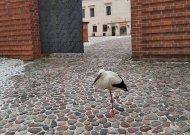 Panemunės pilies lankytojus pasitinka ir išlydi... gandras