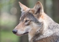 Vilkų medžioklės sezonas artėja prie pabaigos