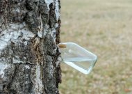 Prasidėjo sulos sezonas: ką reikia žinoti norintiems ją leisti?