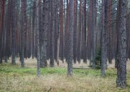 Aplinkosaugininkai kovą pradeda su nauja akcija „Kirtimai“