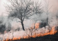 Avietiškių kaime nuo savadarbės rūkyklos kilęs gaisras išplito į mišką