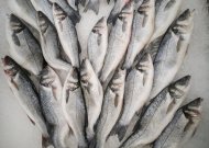 Kokių draudimų svarbu laikytis žvejams mėgėjams pavasario laikotarpiu?