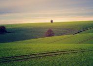 Nustatyta pasėlių deklaravimo pradžia ir svarbiausi pokyčiai