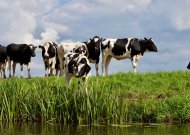 Siekiama skatinti biometano dujų gamybą