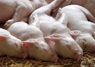 Kiaulių laikytojams – išimtinė beveik 6 mln. eurų pagalba