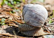 Gamtoje užaugusių vynuoginių sraigių tvarkymo paslaugas nuo šiol galima teikti pagal paslaugų kvitą