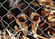 Dėl žiauraus elgesio su gyvūnais teisiami jų savininkai turėtų sumokėti už gyvūnų globėjų patirtas išlaidas