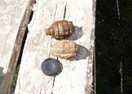 Klapatinės kaimo laukuose rasta granata