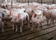 Jurbarko rajone nustatytas trečiasis afrikinio kiaulių maro atvejis