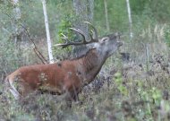 Šiuo metu miškuose vyksta tikras spektaklis – griausmingai baubia besiporuojantys elniai