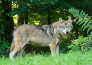 Naujam medžioklės sezonui siūloma nustatyti 282 vilkų sumedžiojimo limitą ir jo neskirstyti rajonais