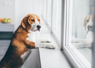Kaip išmokyti šunį likti namuose vieną: 3 būdai, padedantys išlaikyti augintinį ramų