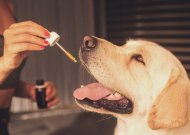 Ar CBD gali būti veiksmingas gydant šunų dermatitą?