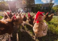 Paukščių gripas jau gali tykoti ir už Jūsų naminių paukščių ūkio tvoros