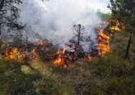 Miškų gaisringumas šalyje toliau didėja – miškininkai prašo gamtoje elgtis atsakingai