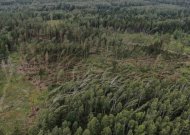 Lietuvą talžiusi audra miškuose nuvertė virš 50 tūkst. medžių, miškininkai skubiai likviduoja stichijos padarinius
