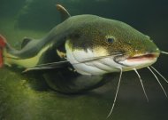Aplinkos ministerija primena: prasideda šamų žvejybos draudimas, artėja vėgėlių žvejybos sezonas