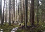 Norint savo miške pasikirsti malkų poveikio aplinkai vertinti nereikia