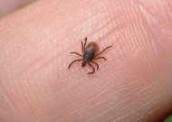 Erkės šiemet pabudo anksčiau nei pernai: kas padeda apsisaugoti?