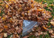 Aplinkosaugininkai pataria kaip tinkamai tvarkyti pernykščius medžių lapus ir nugenėtas šakas