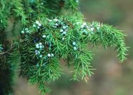 Verbų sekmadienis. Senosios tradicijos Lietuvoje ir Europoje