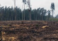 Ar po Nacionalinio miškasodžio Lietuvoje sužaliuos 100 girių?