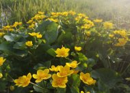 Pelkinė puriena (Caltha palustris)