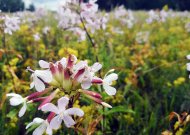 Savaitgalį galime sulaukti ir 32 laipsnių karščio