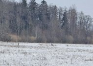 Maloniai pavasariški orai: pirmadienį temperatūra sieks 15 laipsnių