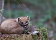 Gamtos fotografas įamžino susitikimą su miškine kiaune