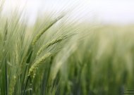 Orai: vis labiau įsitvirtins vasara – šils iki 27 laipsnių