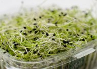 Europoje tiriamas salmoneliozės protrūkis: daigai išlieka viena rizikingiausių maisto produktų grupių
