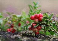 Orai: artėjančios dienos numatomos lietingos, tačiau netrukus sulauksime pokyčių