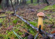 Raudonasis auksabaravykis – svetimžemis grybas tampantis savu