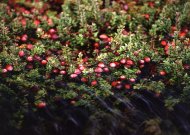 Aplinkosaugininkai primena, kokių taisyklių reikia laikytis spanguoliaujant