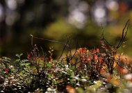 Numatomi sausi orai, šils iki 22 laipsnių, bet netrukus laukia pokyčiai